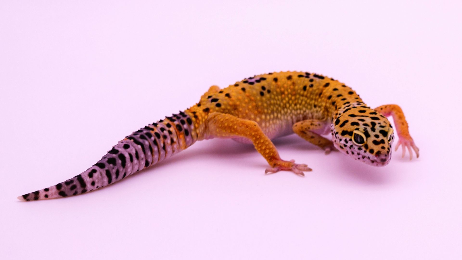 1. Gecko léopard