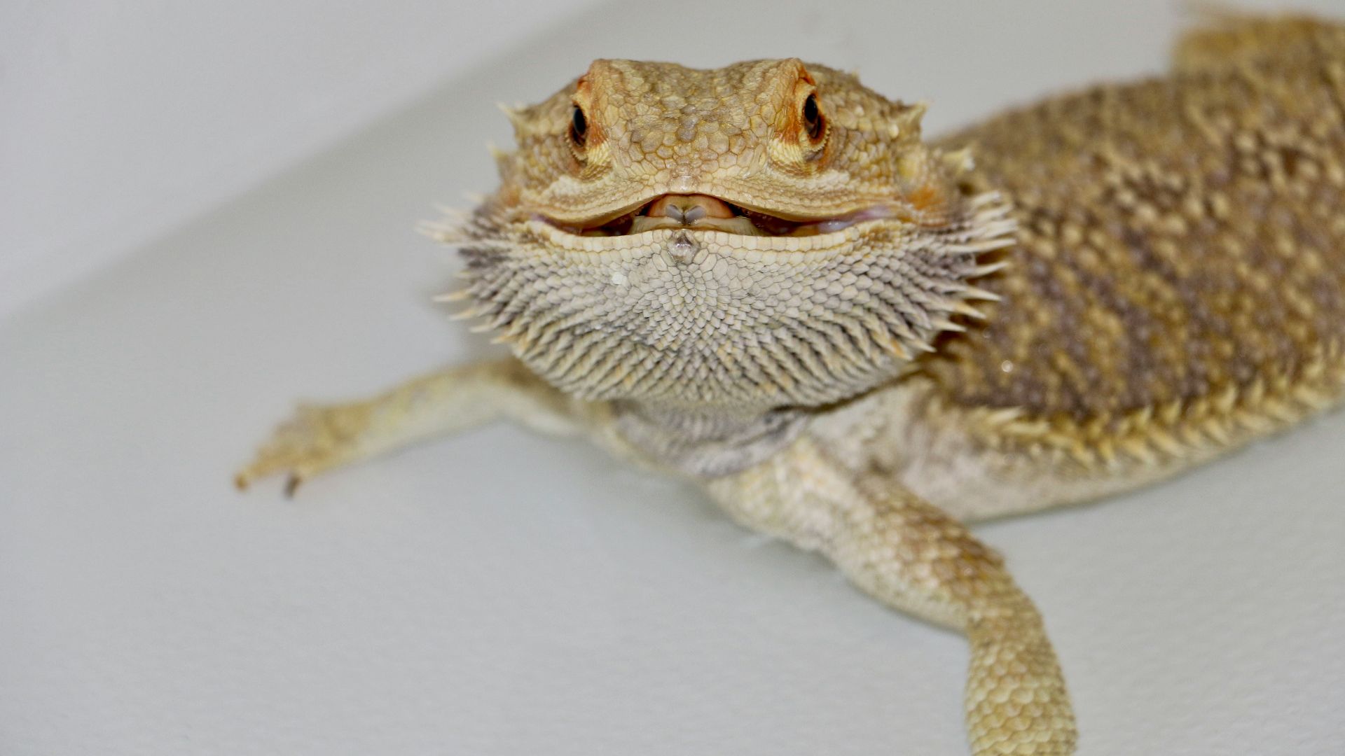 3. Dragon barbu