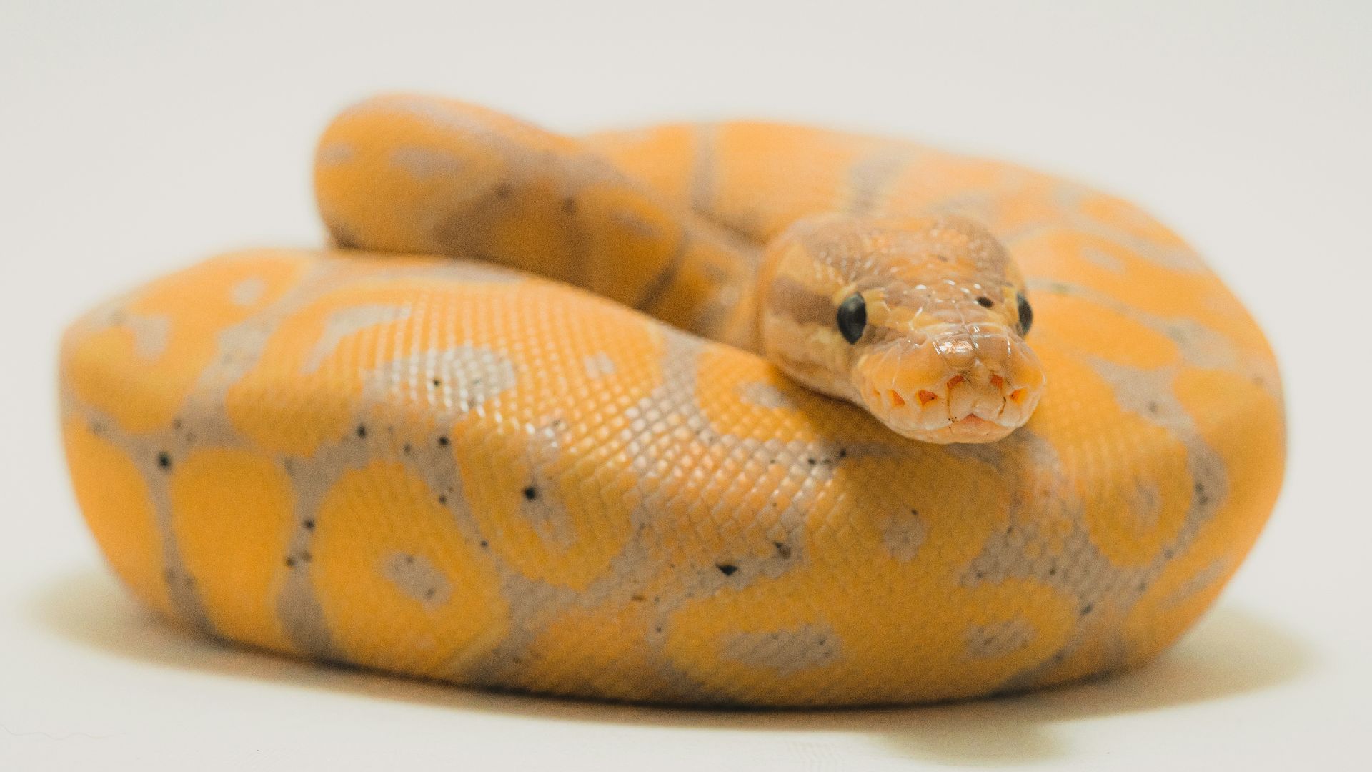4. Python à billes