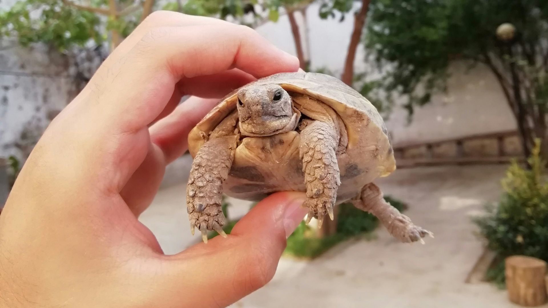 6. Tortue russe