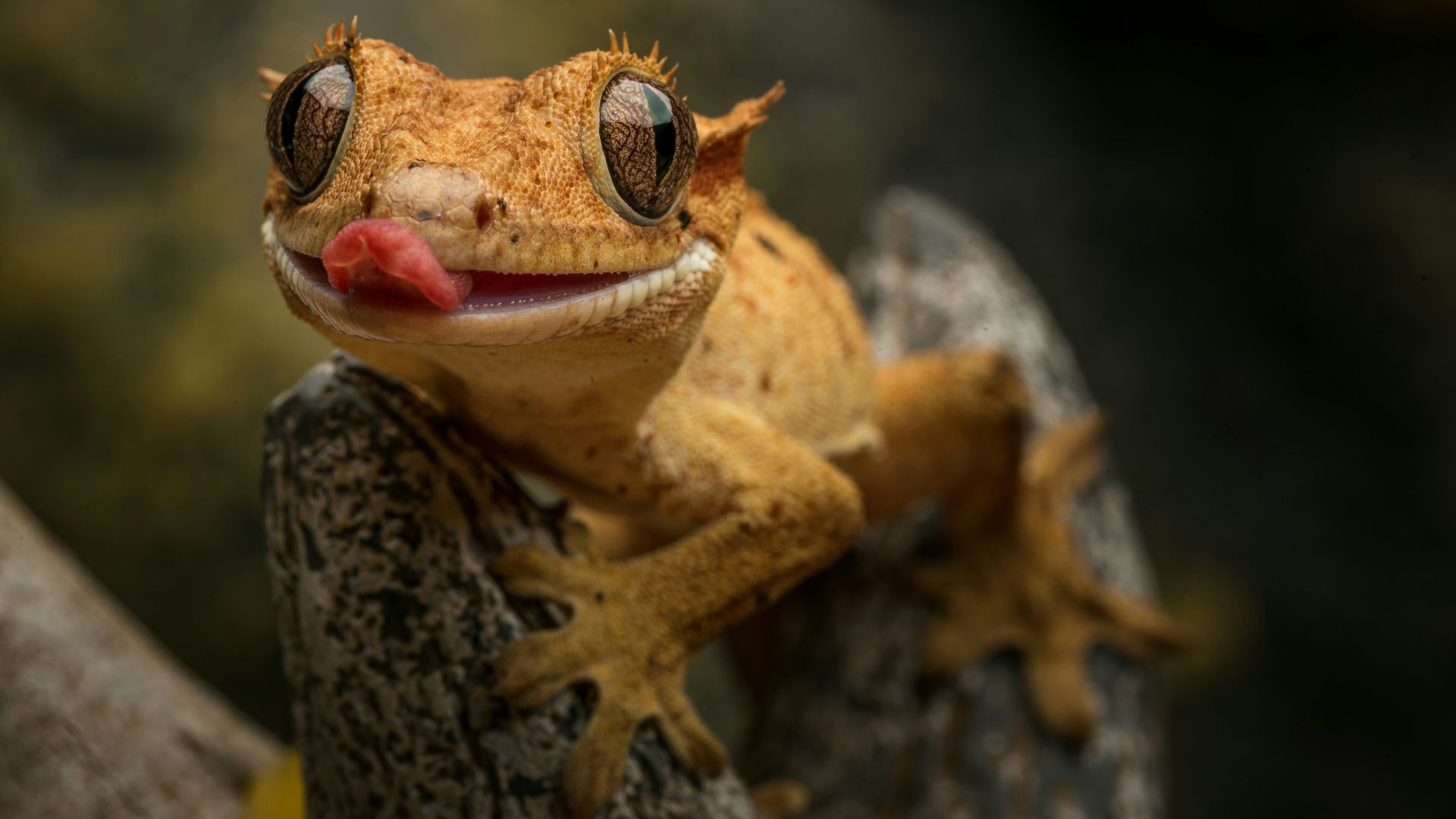 7. Gecko à crête