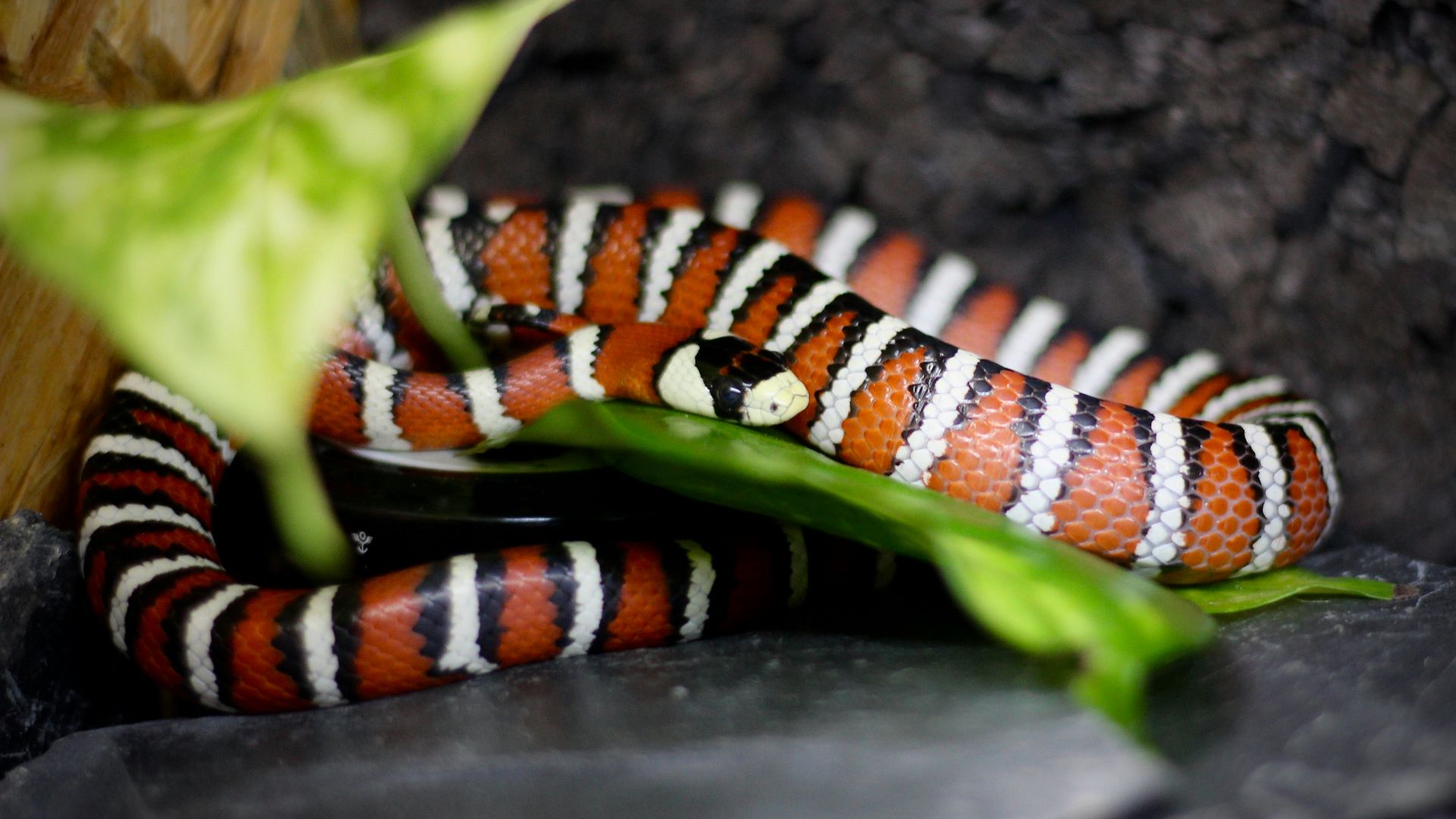 8. Serpent roi
