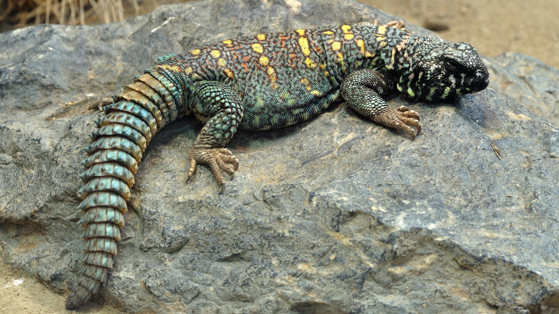 9. Uromastyx