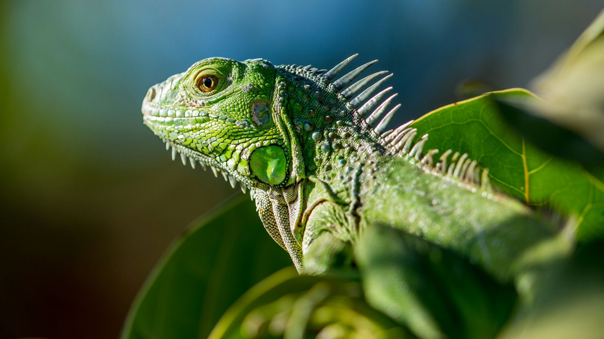 1. Iguane