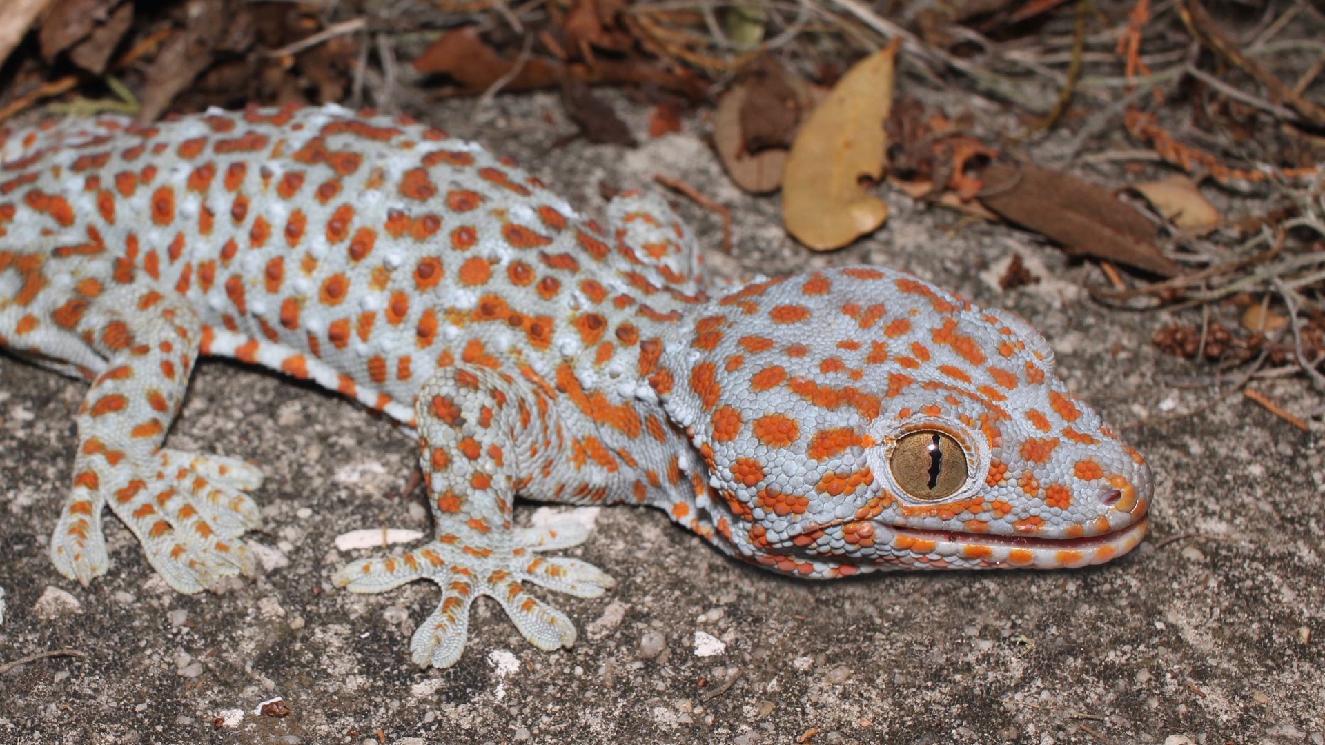2. Gecko tokay