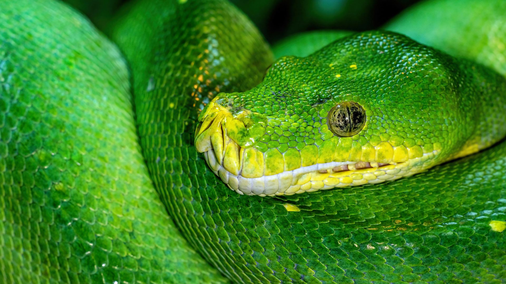 3. Python de l'arbre vert