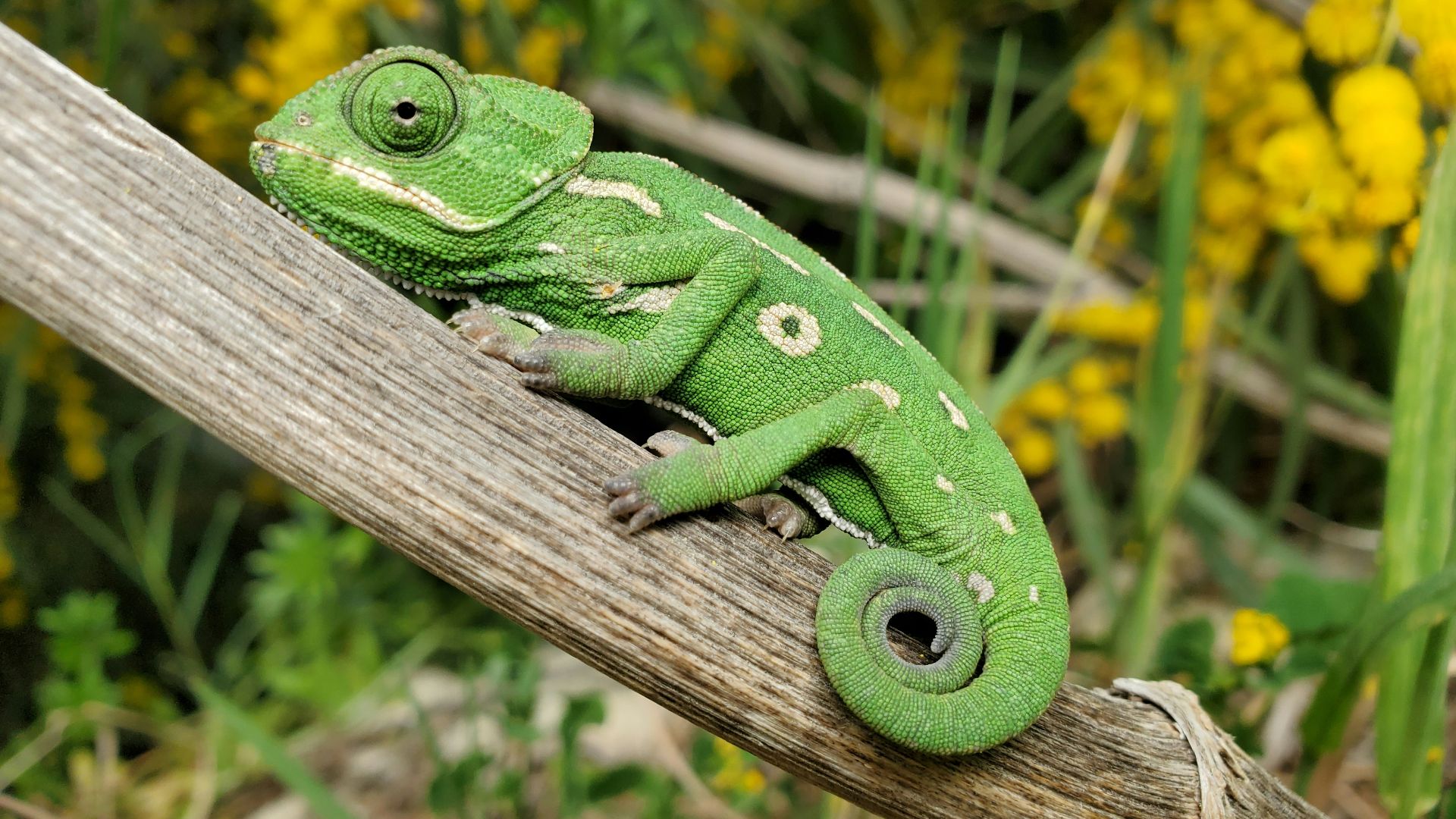 4. Caméléons