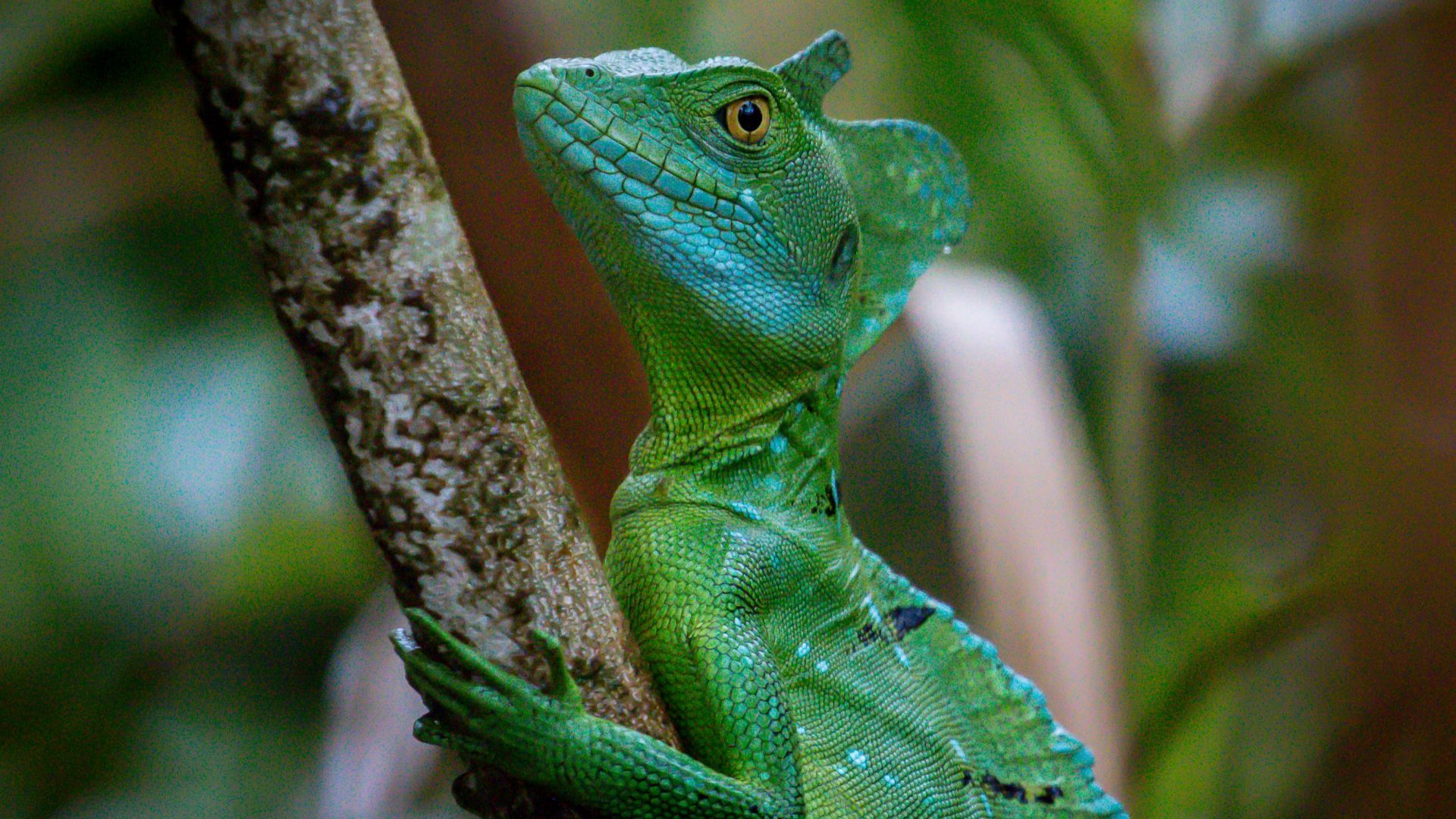 7. Basilic