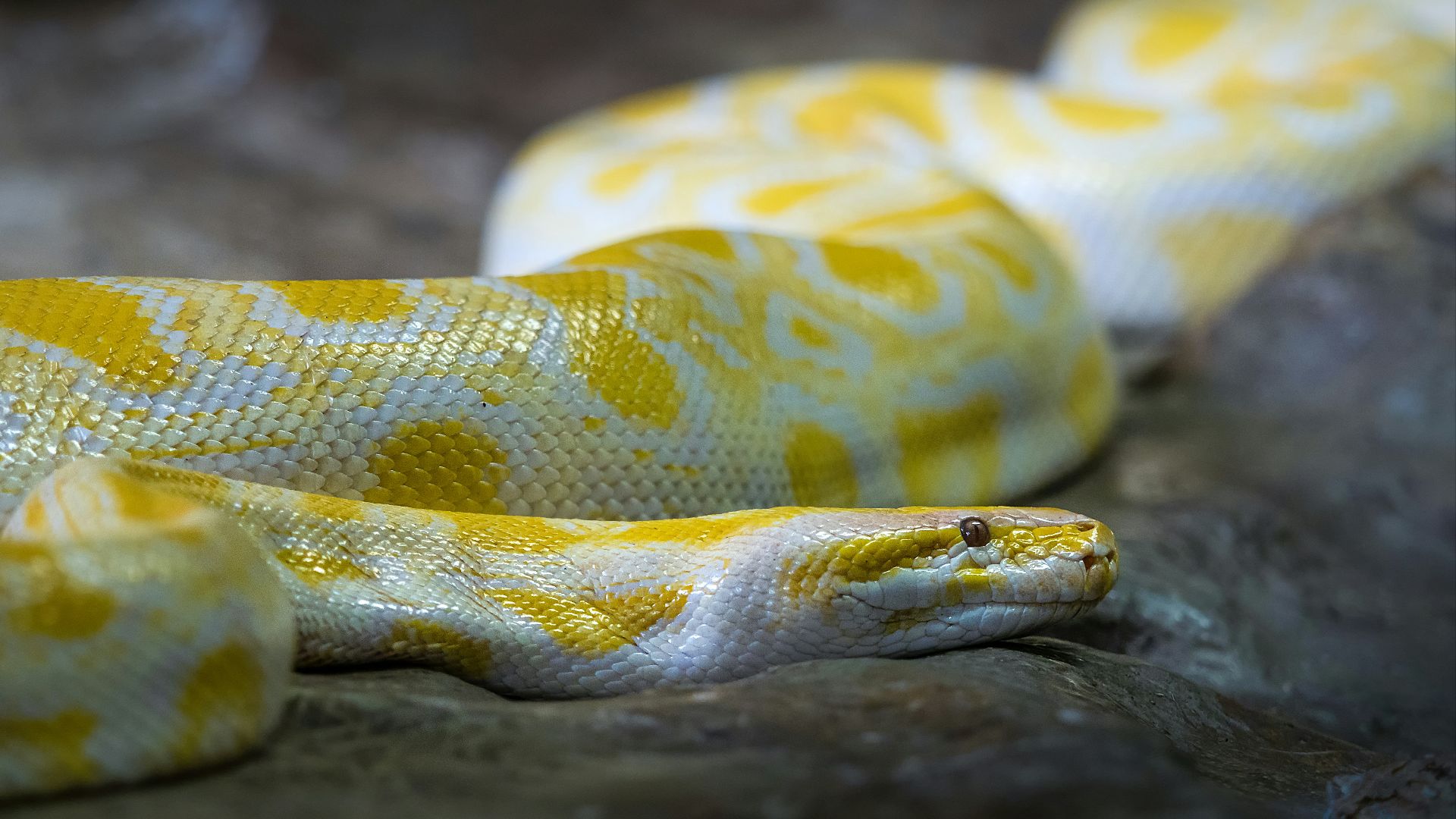 8. Python birman