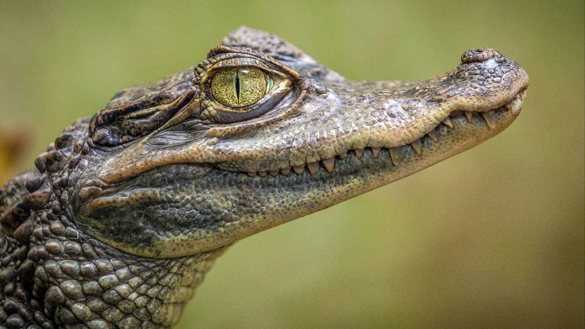 10. Alligator