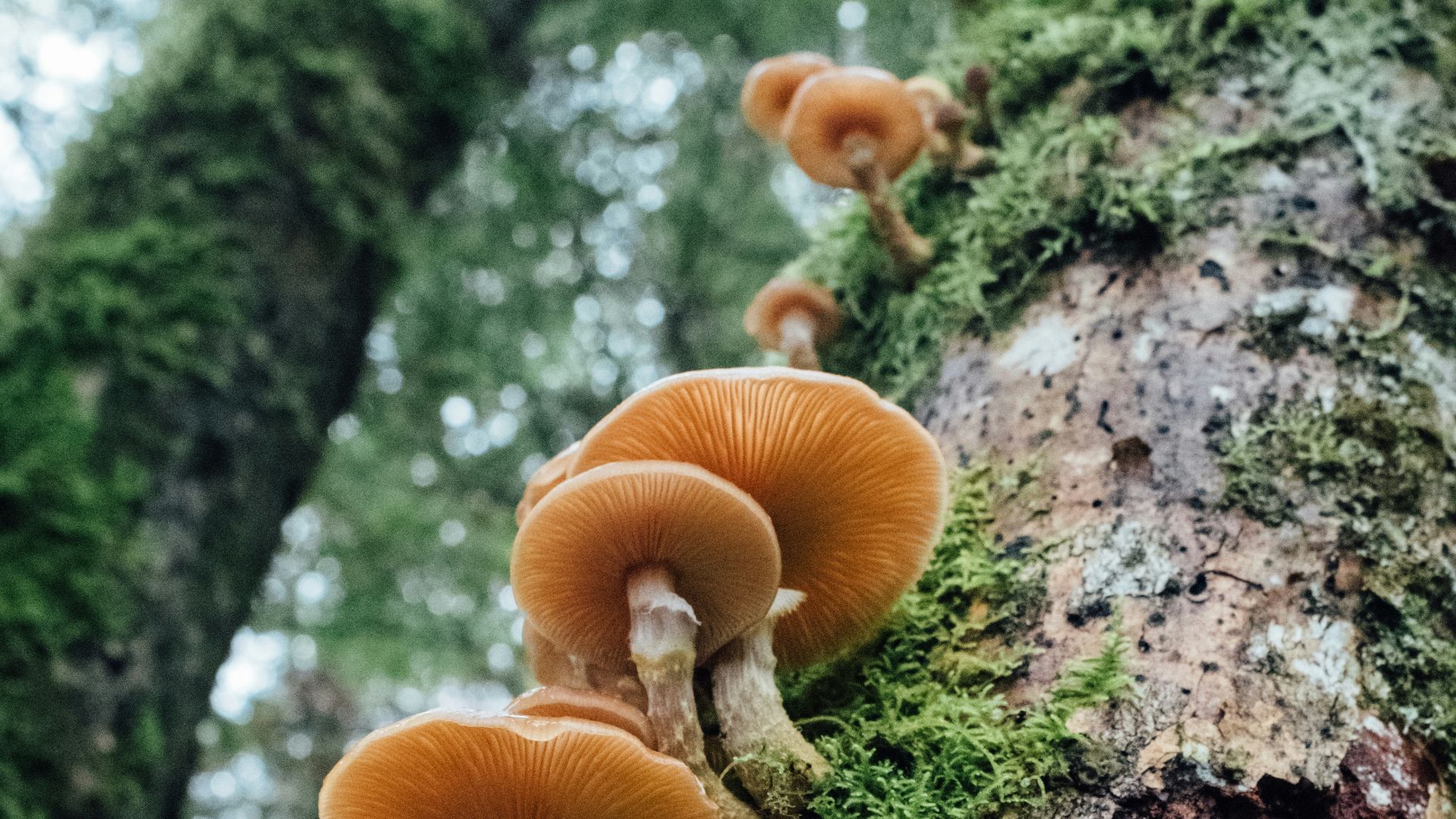 7. Champignons