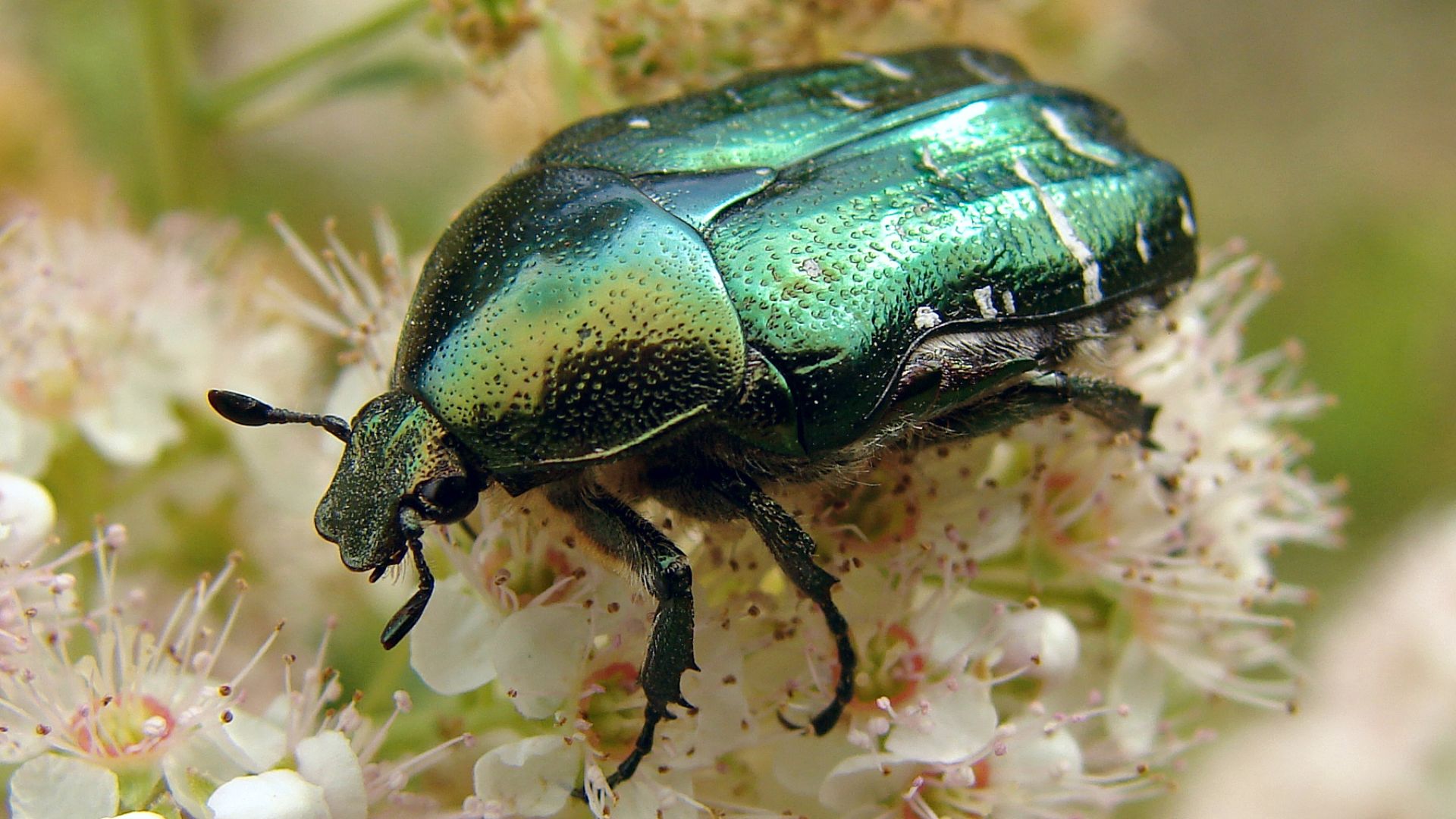 11. Arthropodes et mollusques