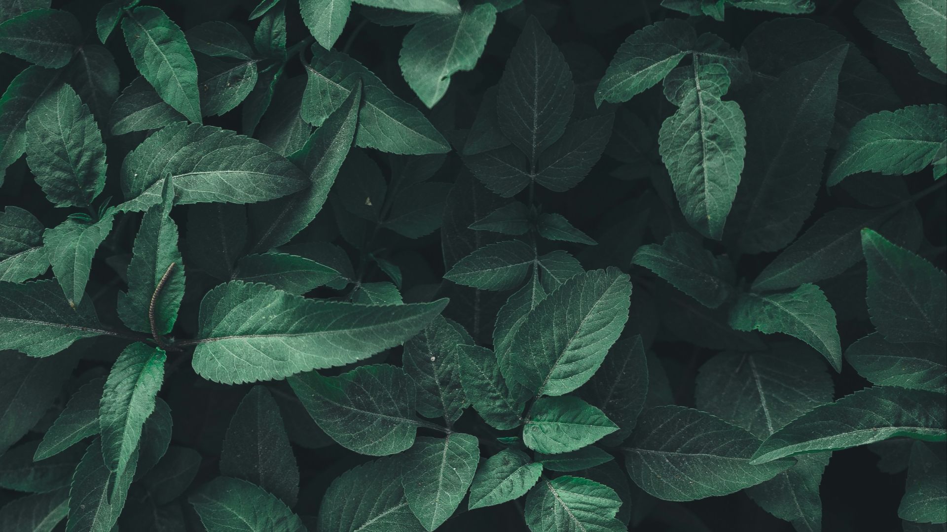 13. Plantes