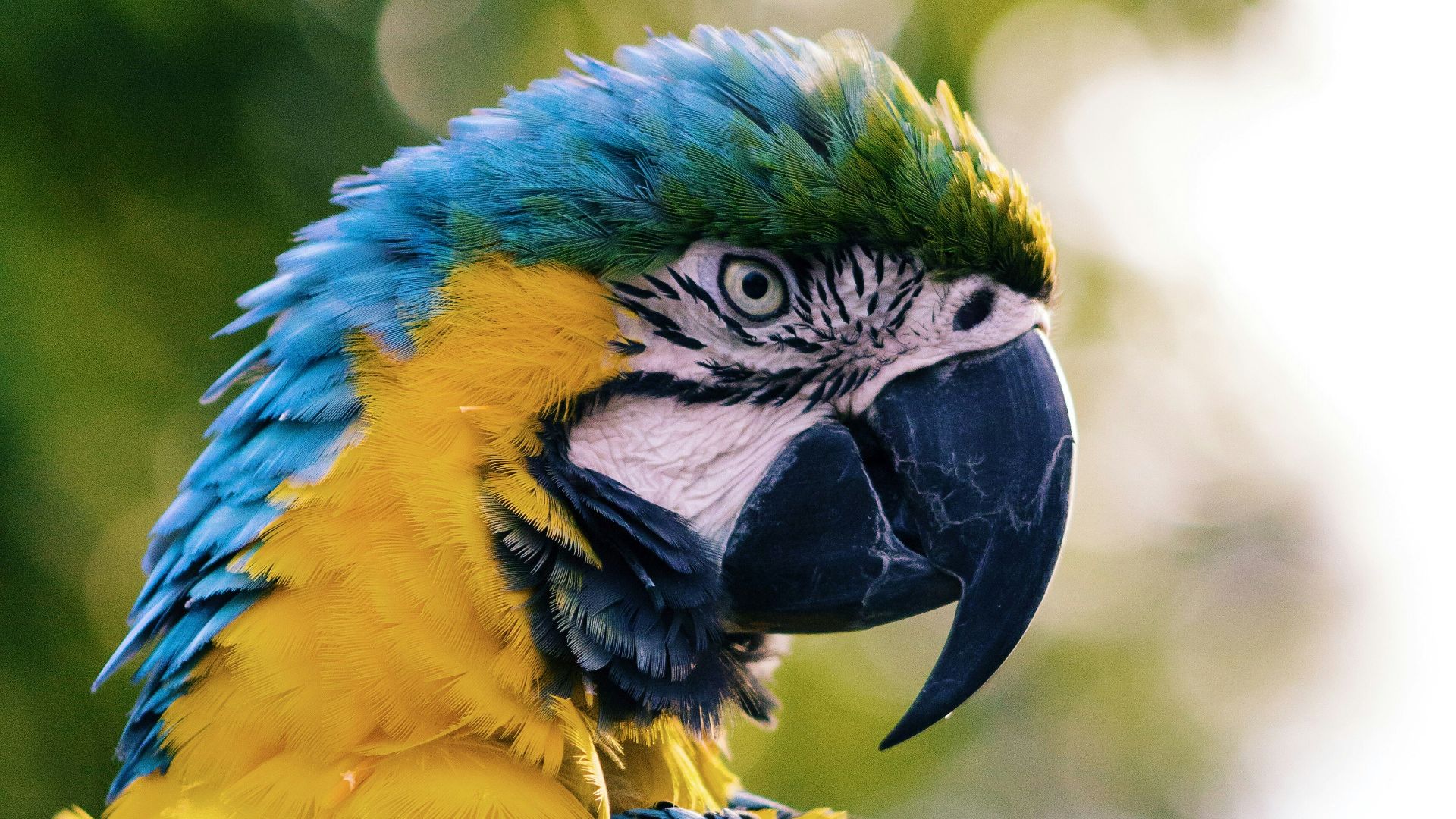 17. Oiseaux
