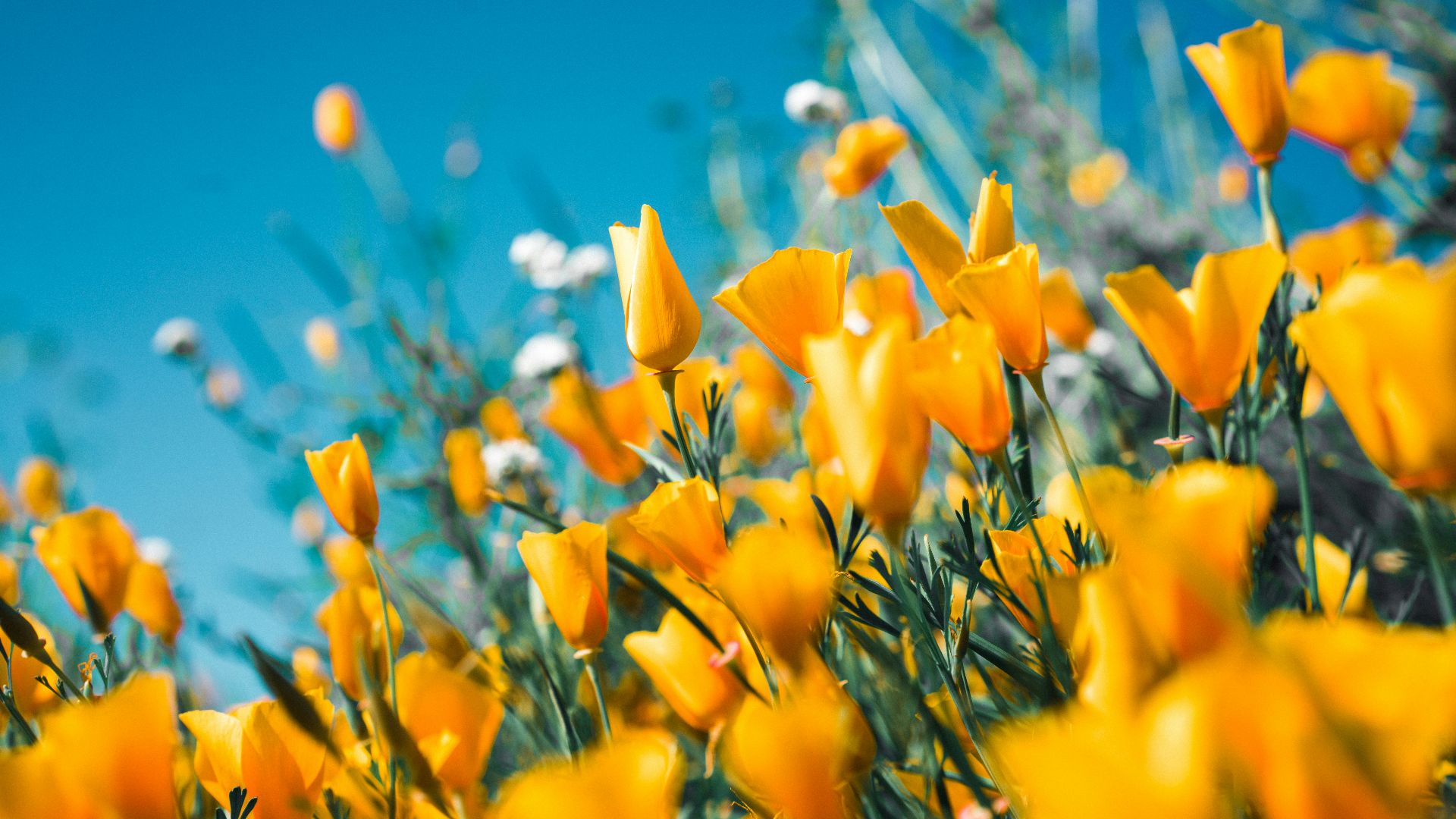 16. Fleurs