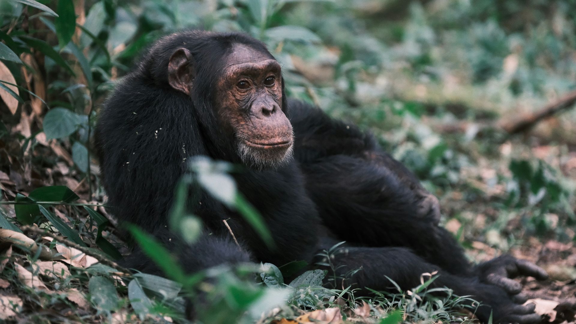 19. Hominoïde