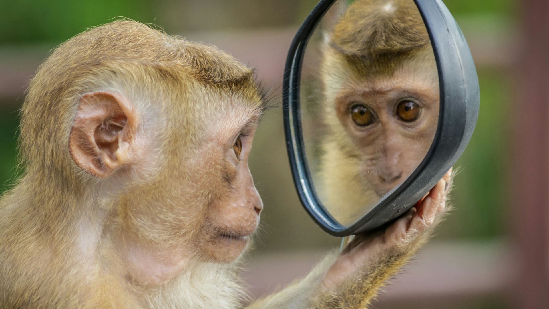 18. Primates