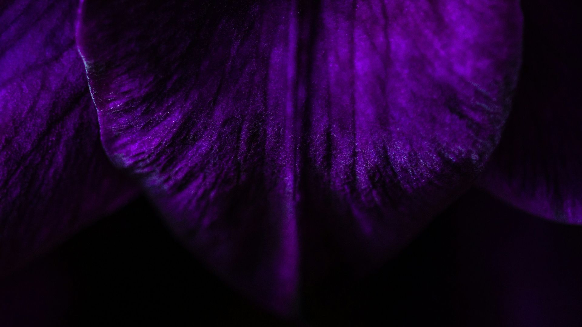 4. Bruit violet