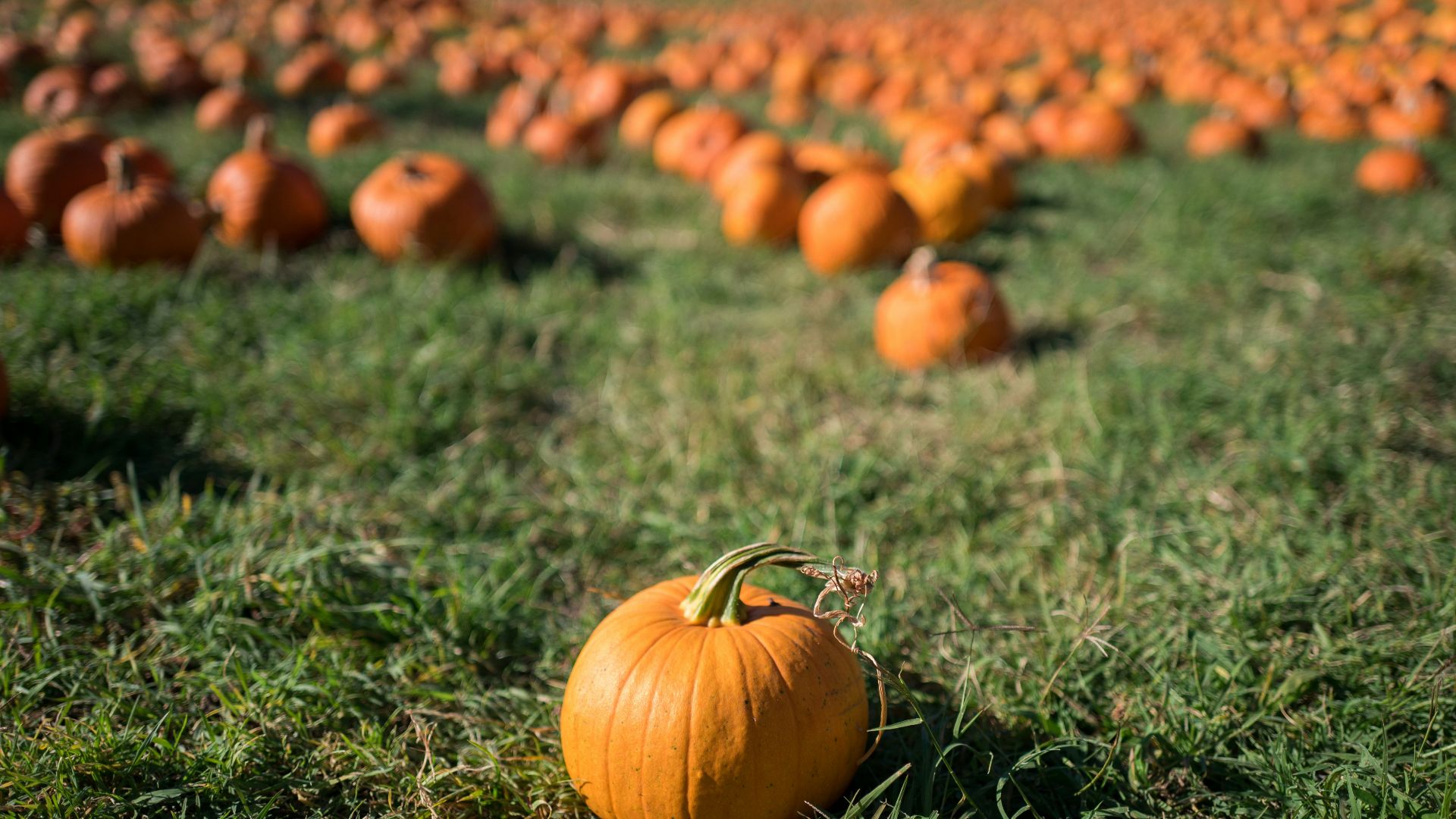 2. Aventure dans un champ de citrouilles