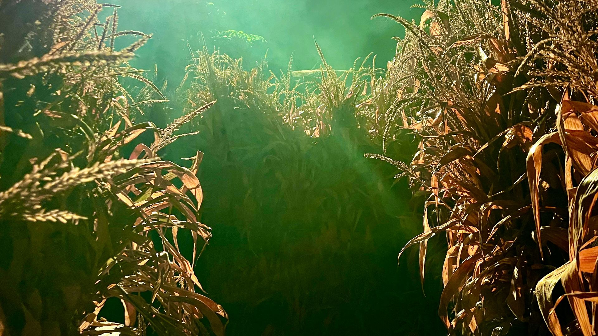 7. Labyrinthe hanté ou randonnée en forêt