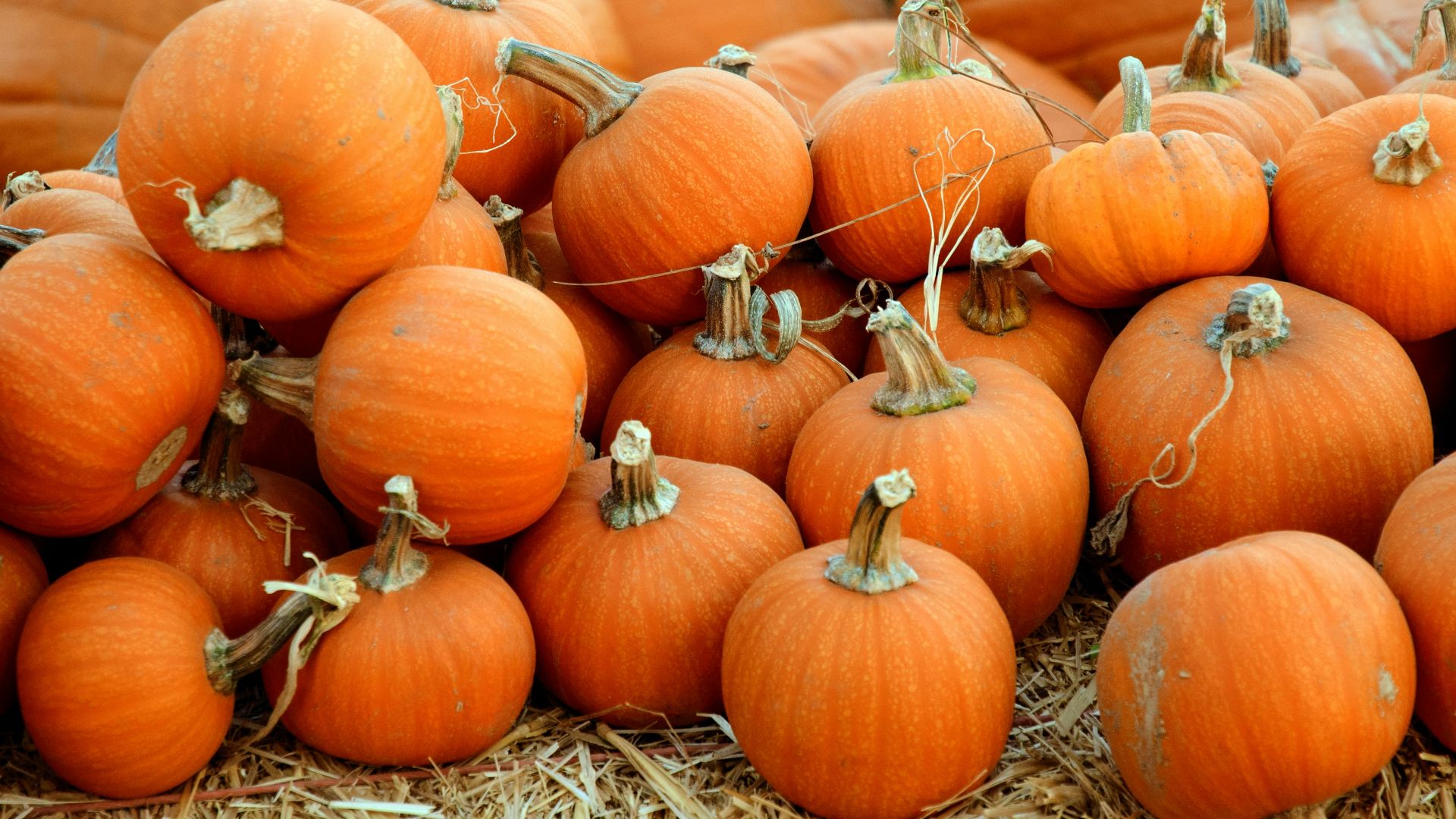 11. Visite d'un champ de citrouilles ou d'un labyrinthe de maïs