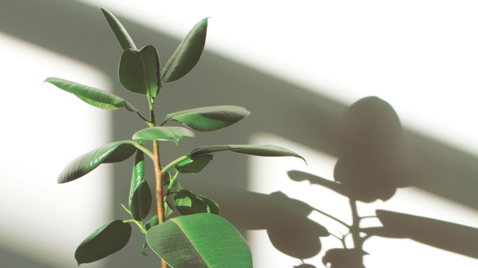 10 raisons de garder des plantes dans votre maison et 10 qui purifient l’espace