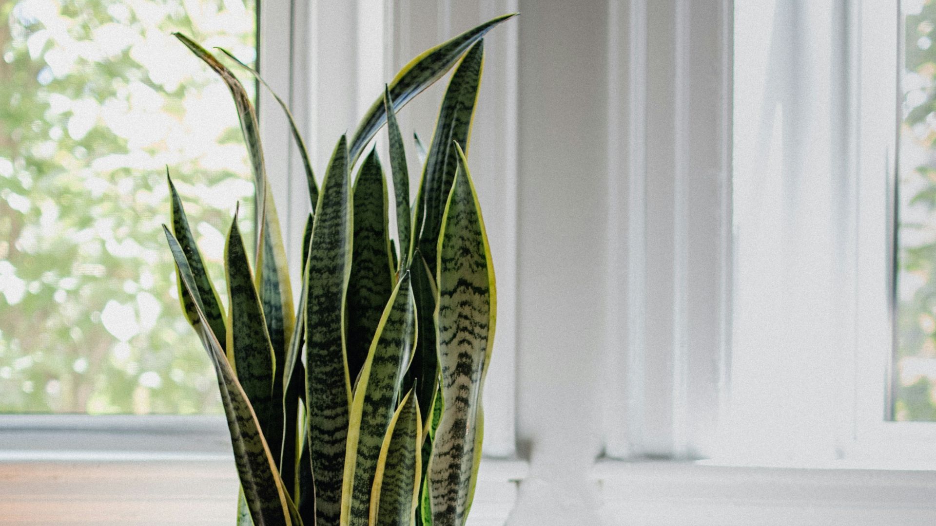 2. Plante serpentaire