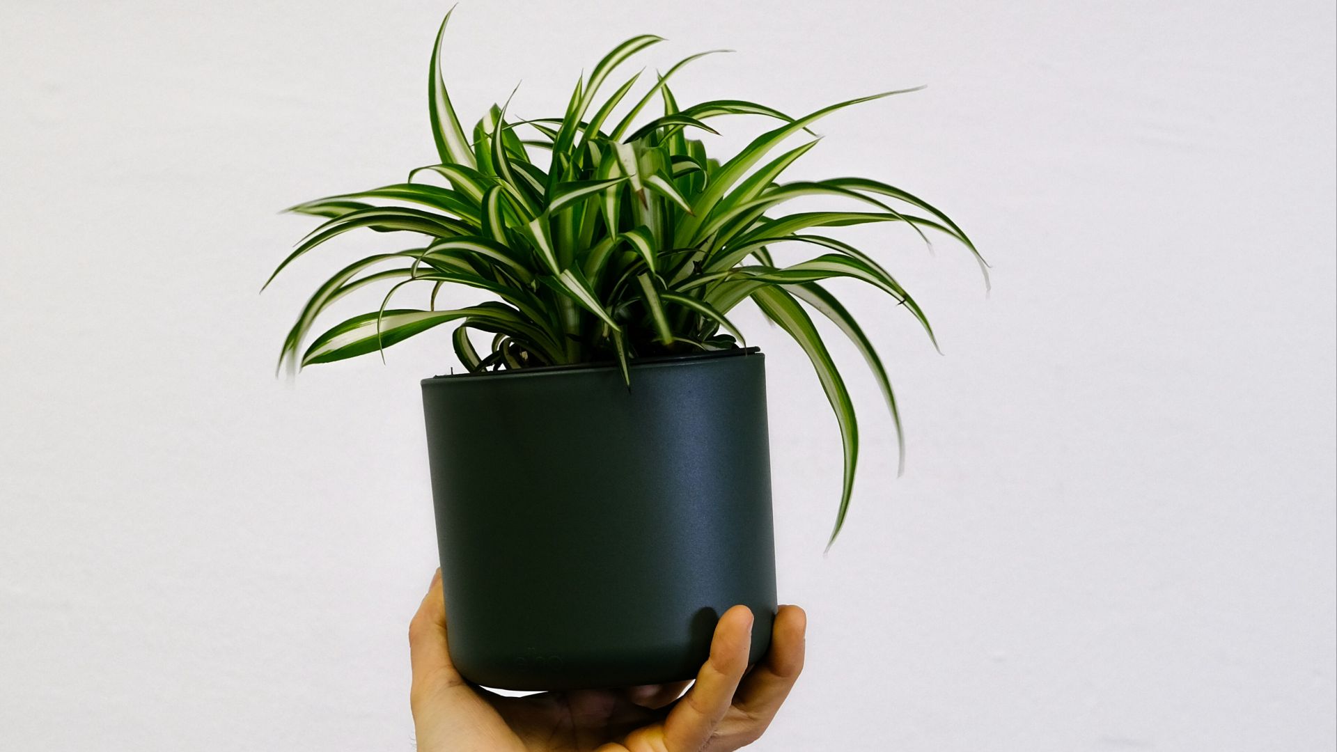 1. Plante araignée