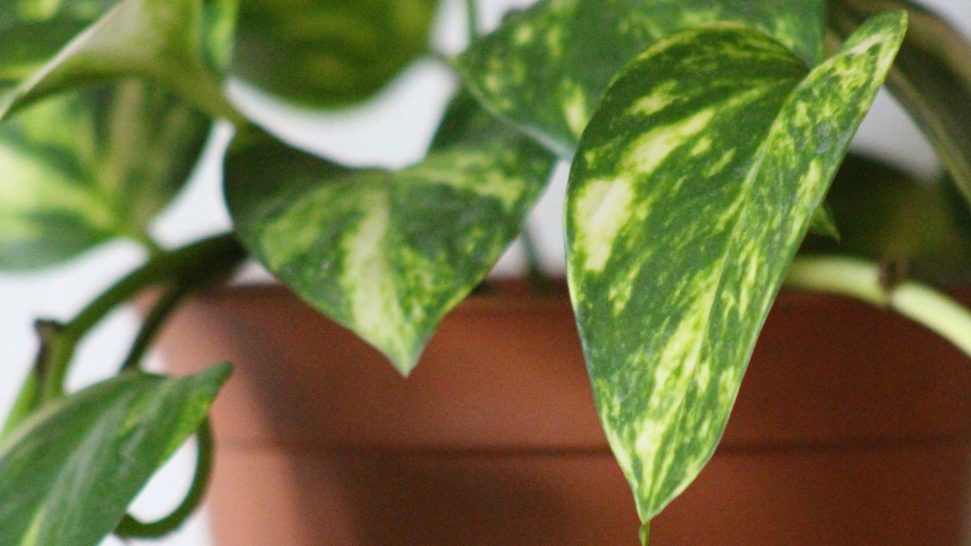 7. Pothos doré