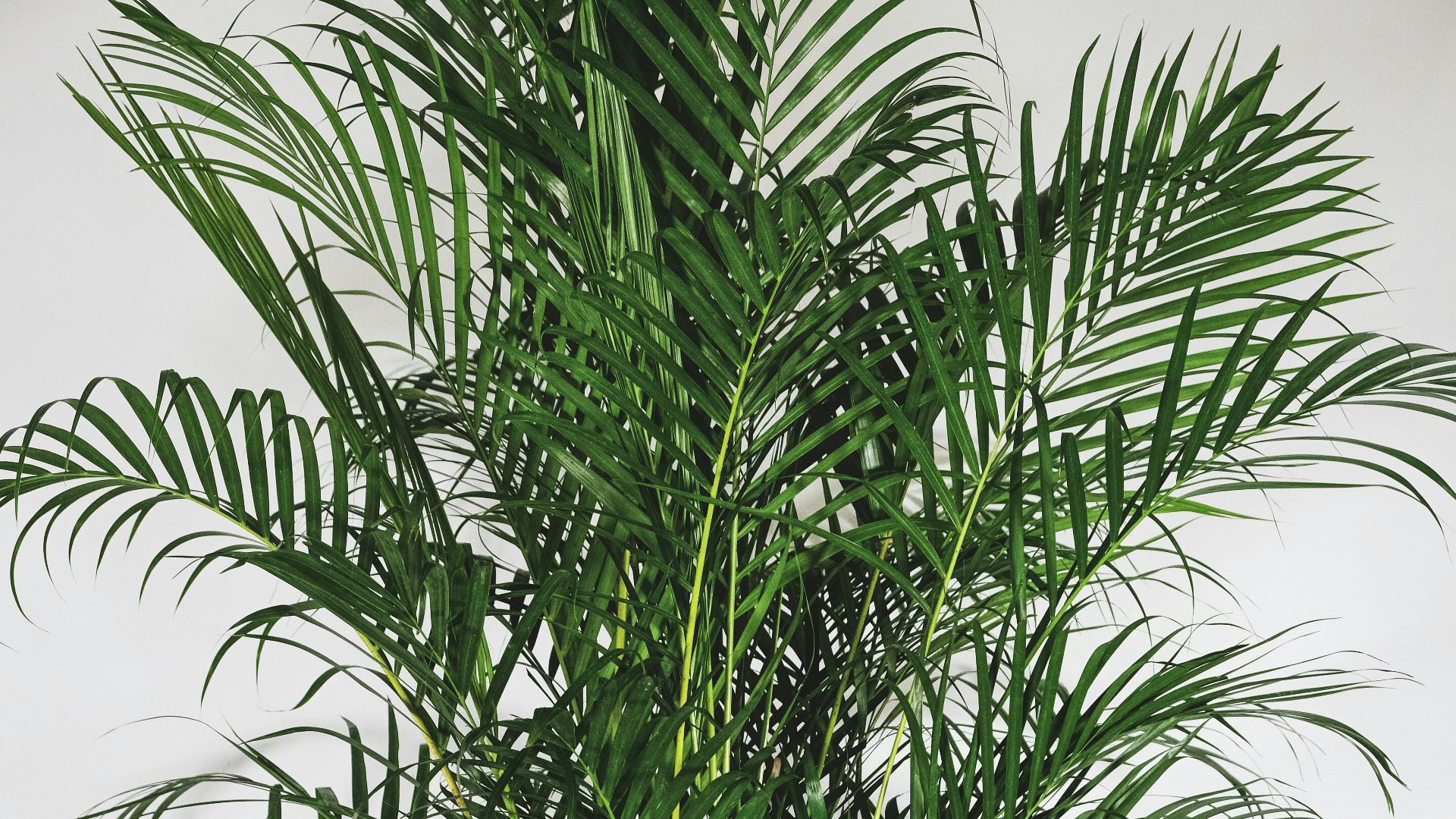 10. Palmier d'Areca