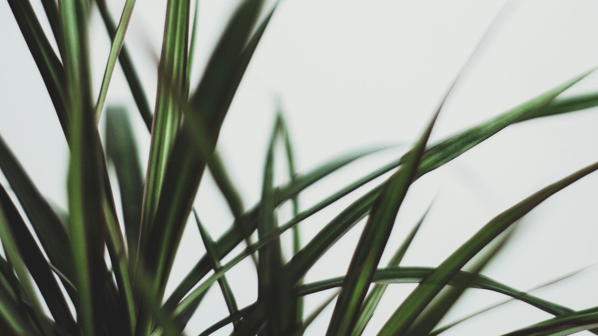 9. Dracaena