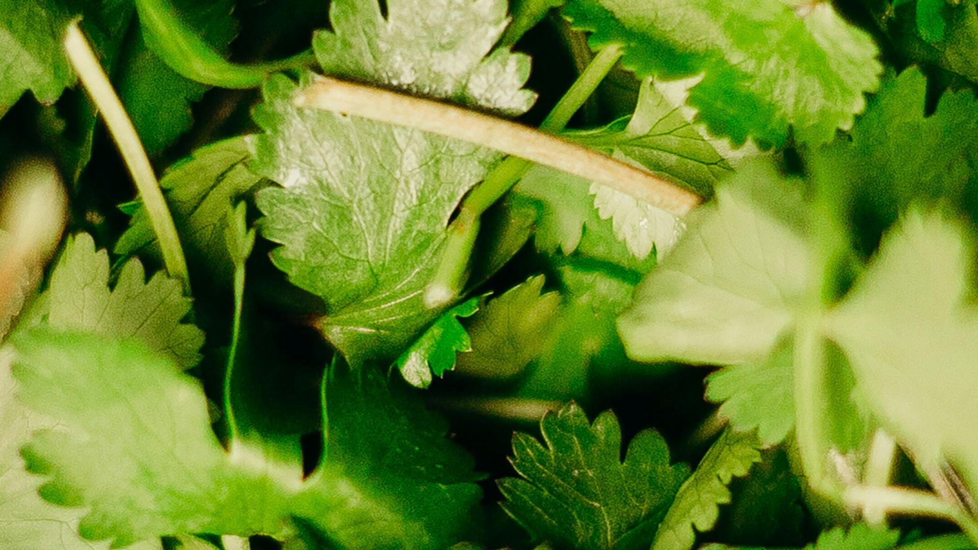 12. Salade de bœuf thaïlandaise au citron vert et à la coriandre