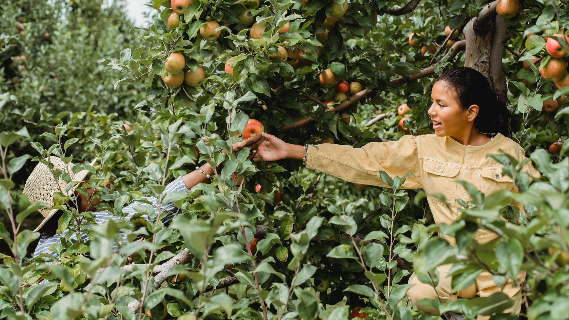 8. Aventures de cueillette de pommes
