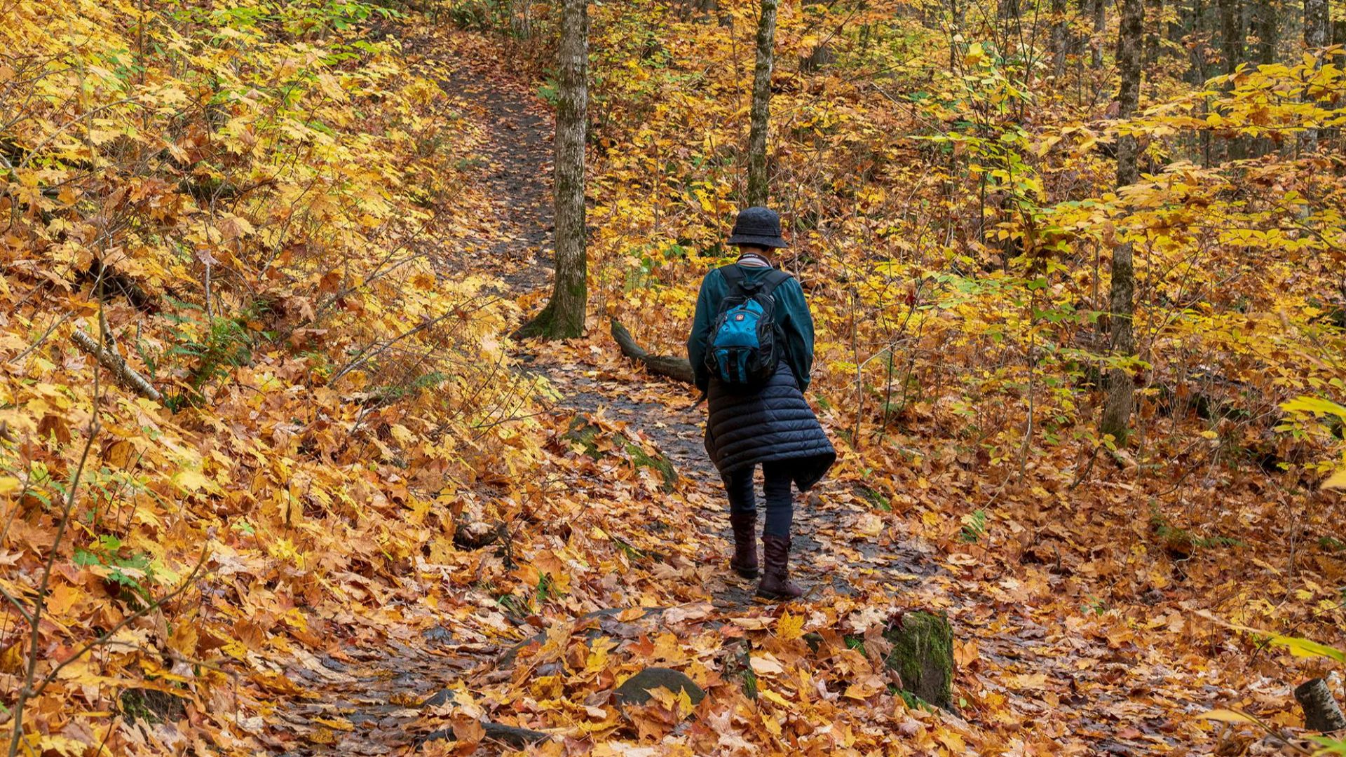 13. Promenades paisibles en forêt