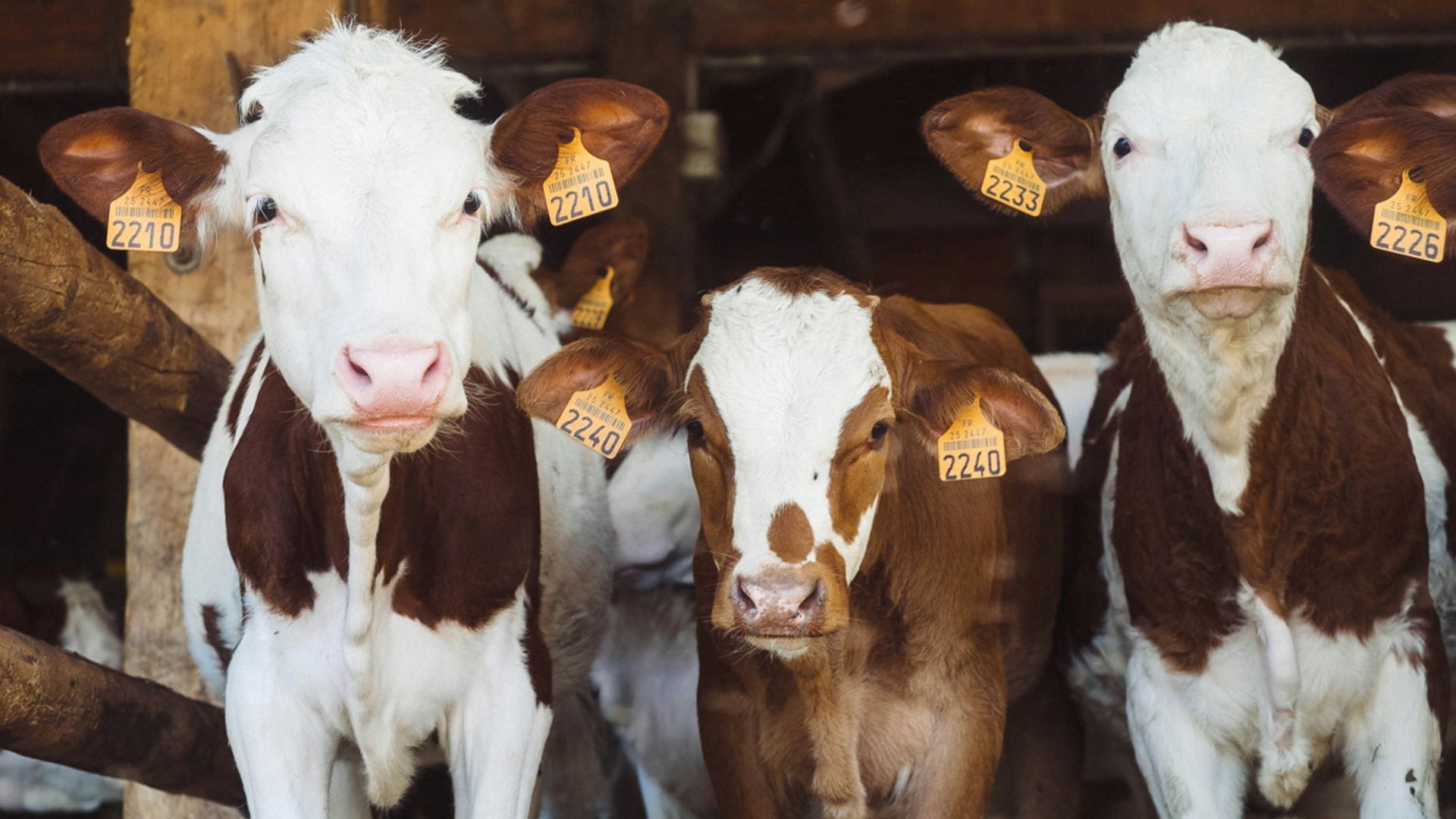 8. Mieux pour les animaux