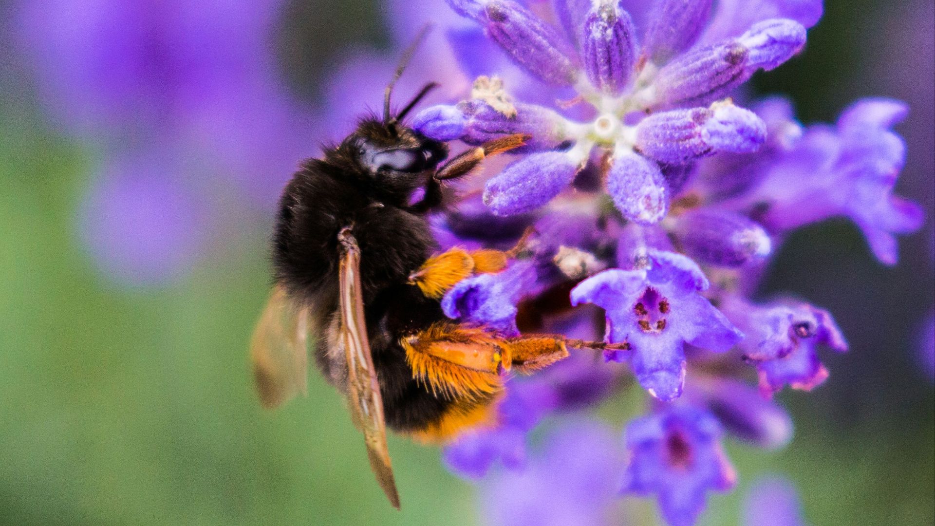 7. Soutien aux abeilles
