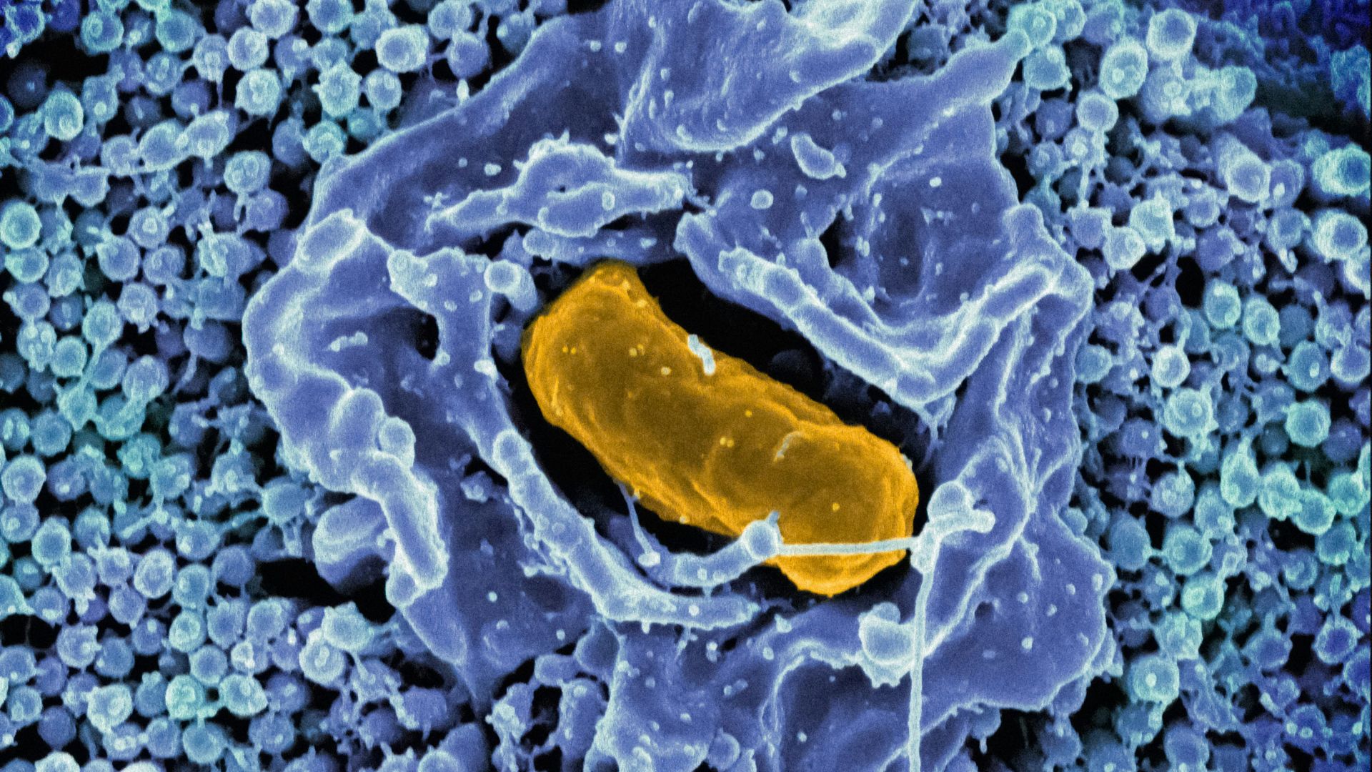1. Lactobacillus rhamnosus GG