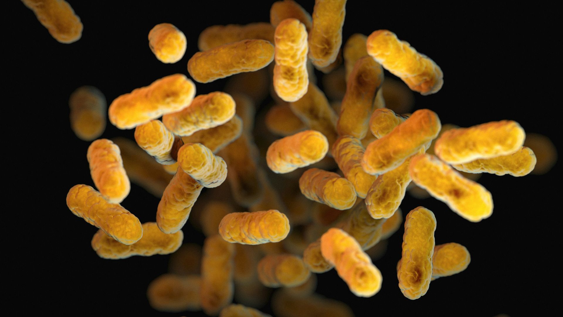 2. Bifidobacterium longum