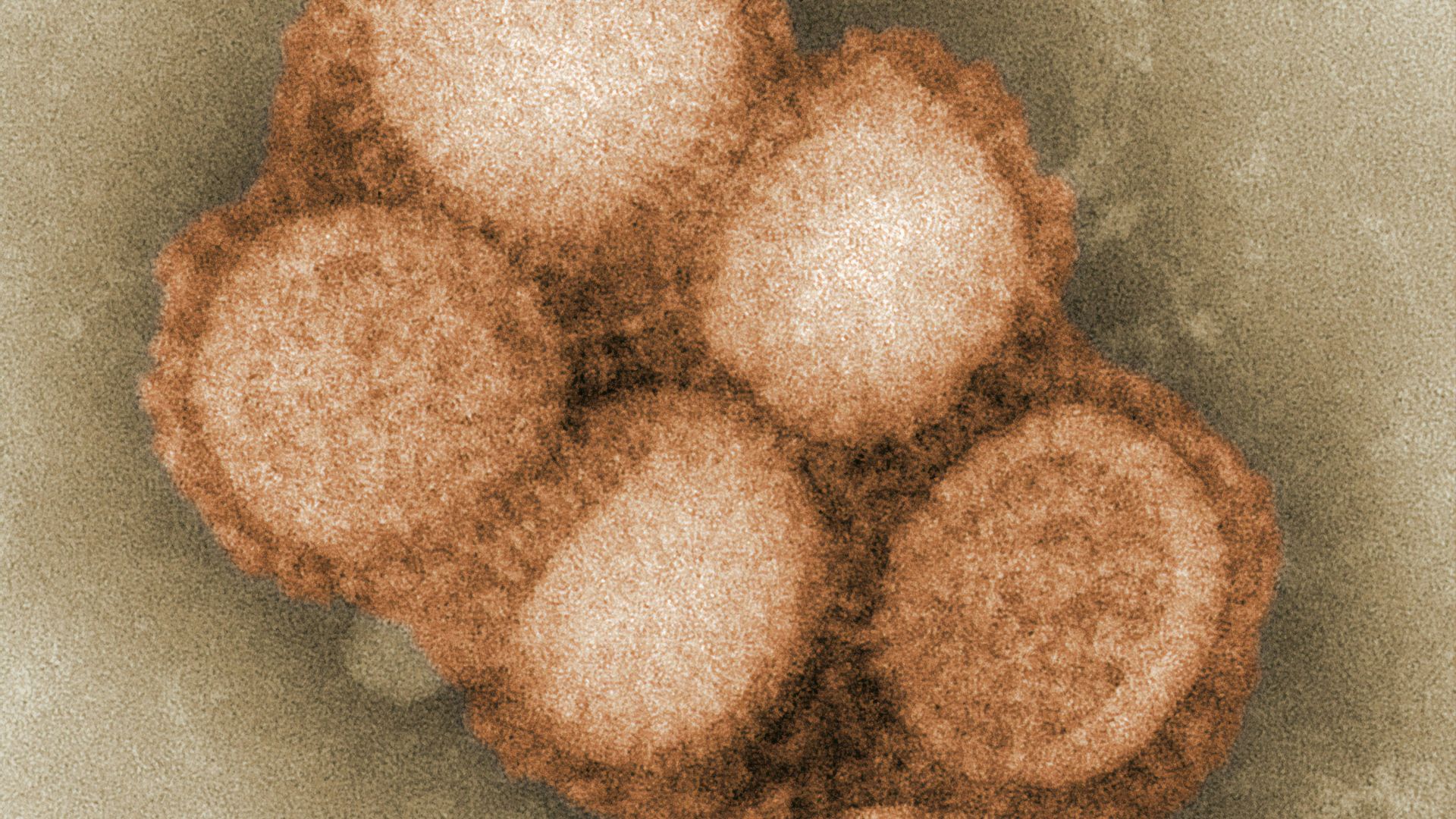 9. Streptococcus thermophilus