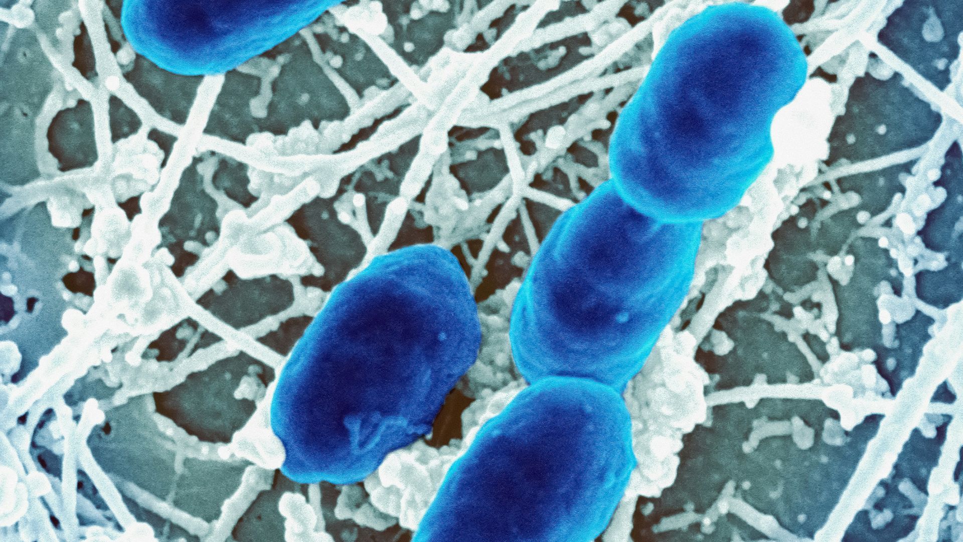 10. Lactobacillus acidophilus