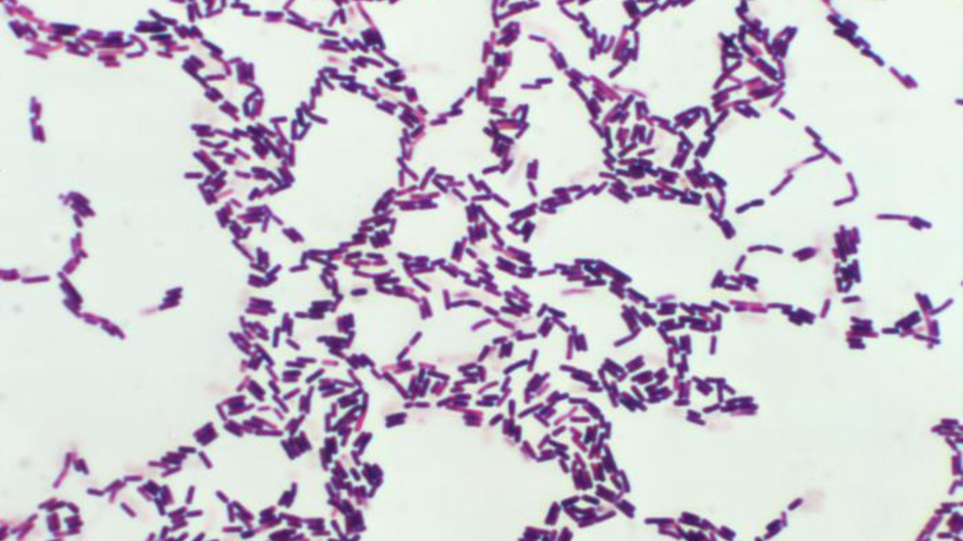 2. Bacillus coagulans