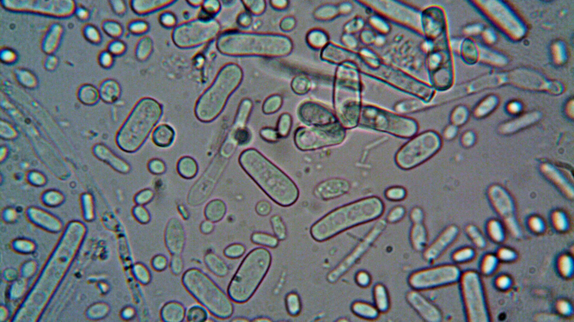 5. Escherichia coli Nissle 1917