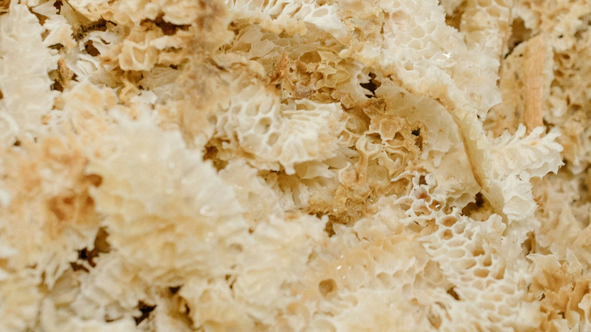 6. Lactobacillus fermentum