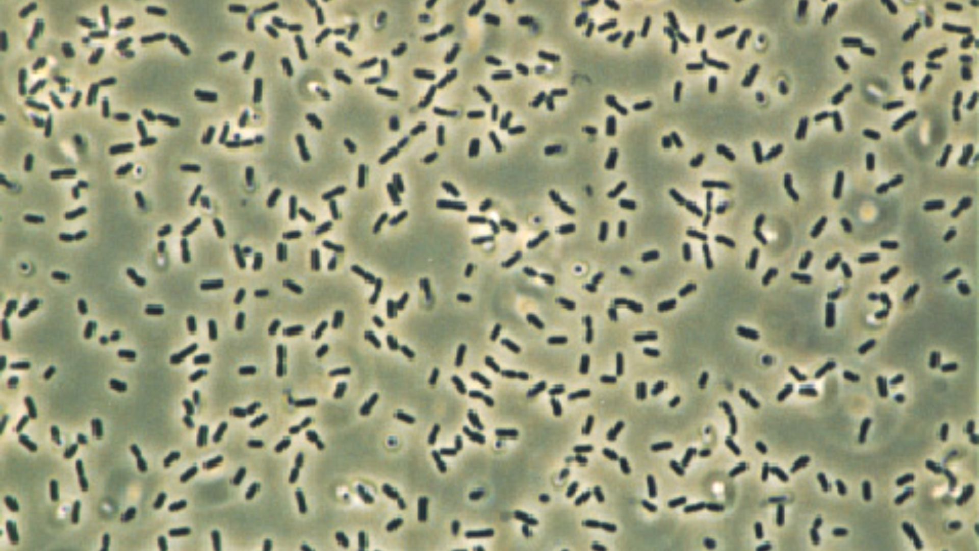 7. Bacillus subtilis