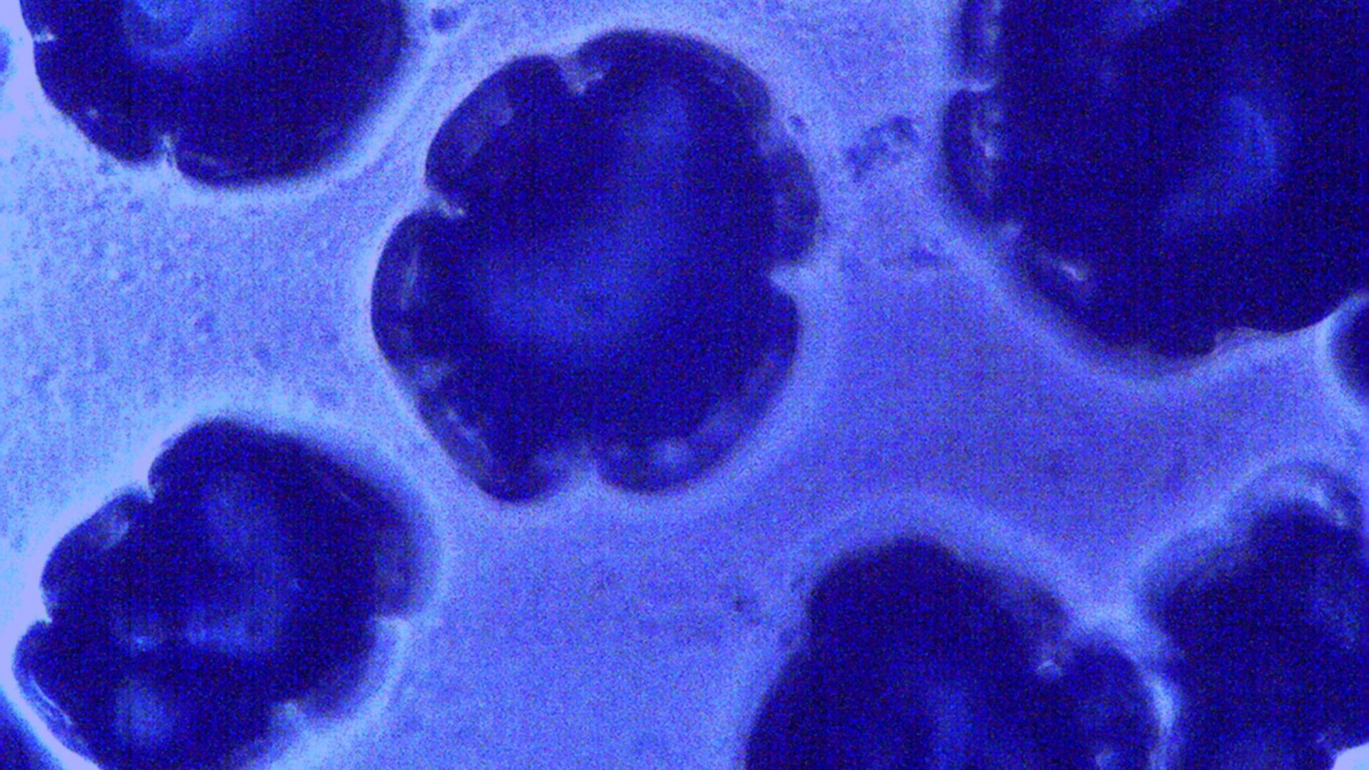 9. Streptococcus salivarius