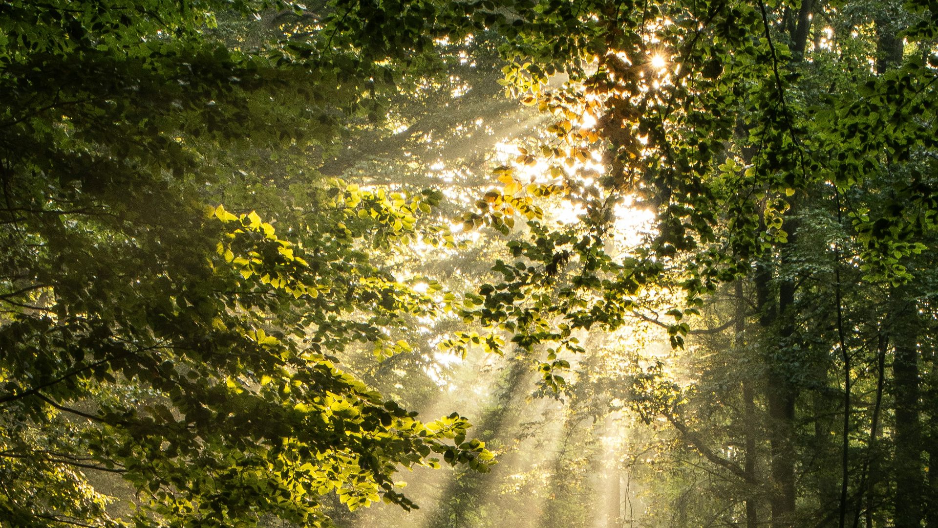 7. Exposition à la lumière naturelle