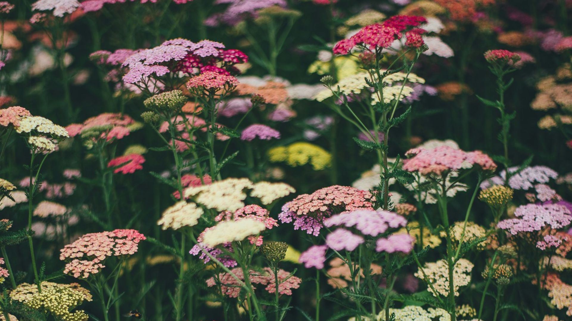 9. Fleurs en fleurs