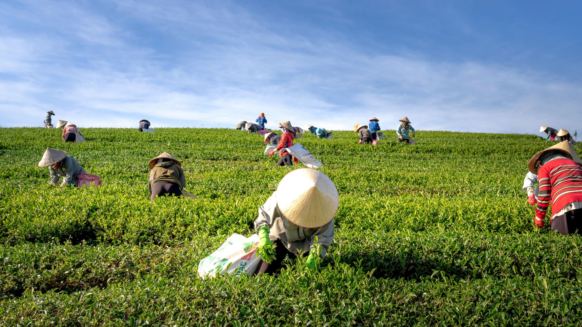 7. Agriculture et élevage
