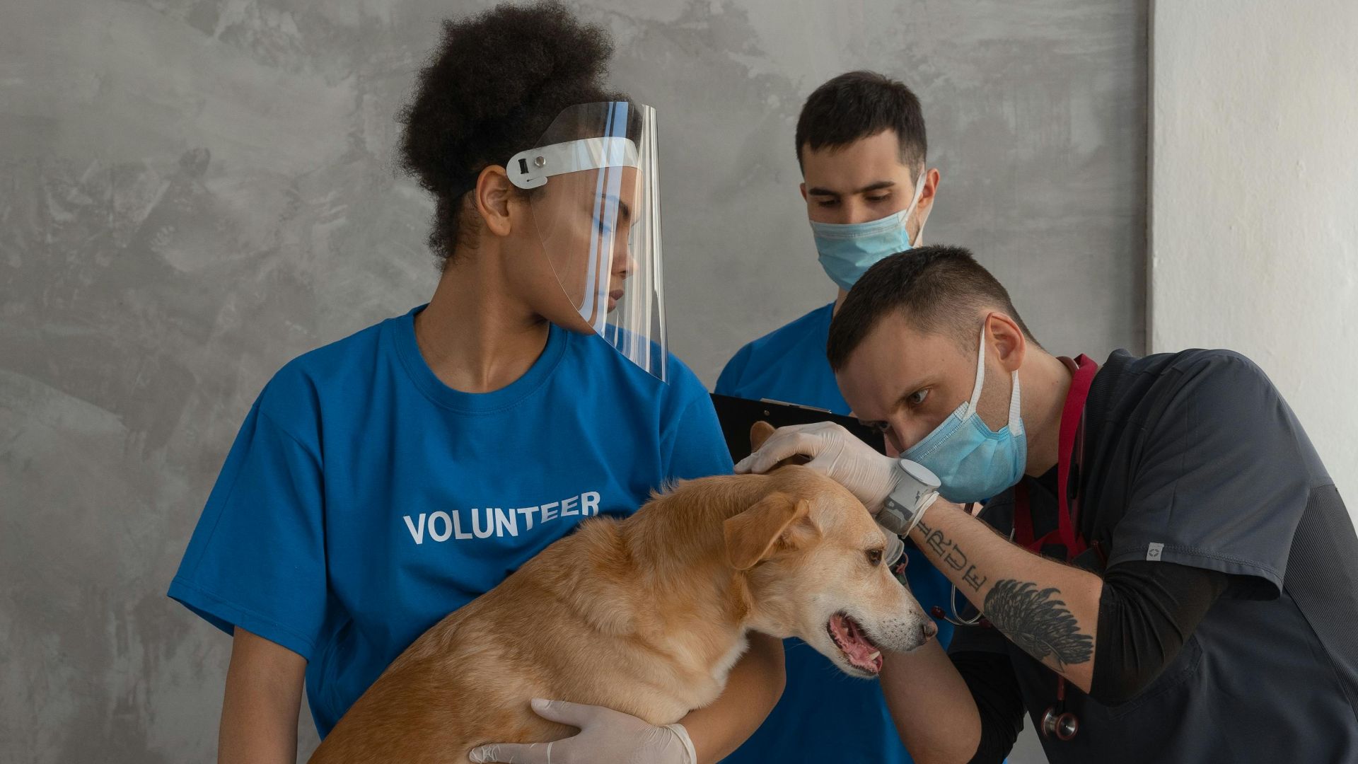 5. Services de soins aux animaux