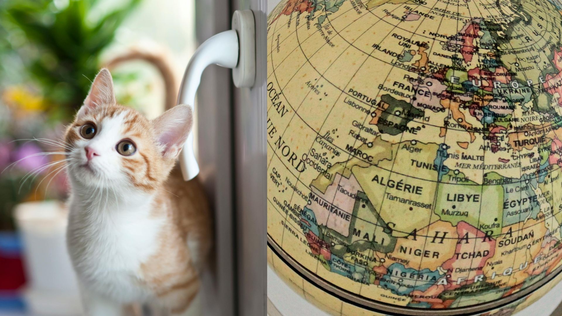 L’origine des chats enfin découverte?